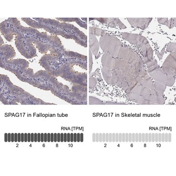 Anti-SPAG17 antibody produced in rabbit Prestige Antibodies&#174; Powered by Atlas Antibodies, affinity isolated antibody, buffered aqueous glycerol solution, ab1