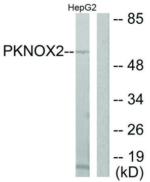 Anti-PKNOX2 antibody produced in rabbit affinity isolated antibody