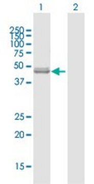 Anti-NFS1 antibody produced in mouse purified immunoglobulin, buffered aqueous solution