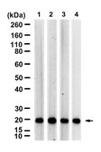 Anti-KLRG1 Antibody, clone 1H10 ZooMAb® Rabbit Monoclonal recombinant, expressed in HEK 293 cells
