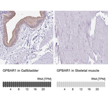 Anti-GPBAR1 antibody produced in rabbit Prestige Antibodies&#174; Powered by Atlas Antibodies, affinity isolated antibody, buffered aqueous glycerol solution