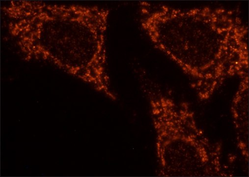 Anti-FAM134B antibody produced in rabbit affinity isolated antibody, buffered aqueous solution