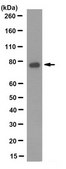 Anti-NRF2 Antibody, clone 6H11.1 clone 6H11.1, from mouse