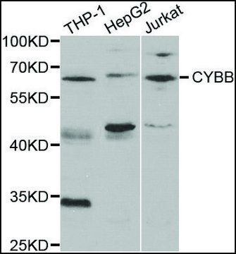 Anti-CYBB antibody produced in rabbit affinity isolated antibody