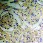 Anti-phospho-NFAT4 (pSer165) antibody produced in rabbit affinity isolated antibody