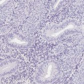 Anti-ITIH2 antibody produced in rabbit Prestige Antibodies® Powered by Atlas Antibodies, affinity isolated antibody, buffered aqueous glycerol solution
