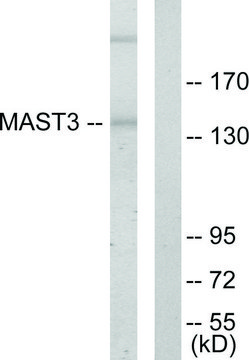 Anti-MAST3 antibody produced in rabbit affinity isolated antibody