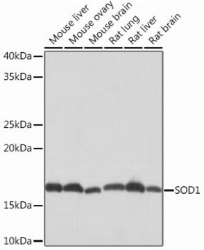 Anti-SOD1 antibody produced in rabbit