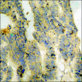 抗 磷酸化-Trk C (pTyr 516 ) 兔抗 affinity isolated antibody