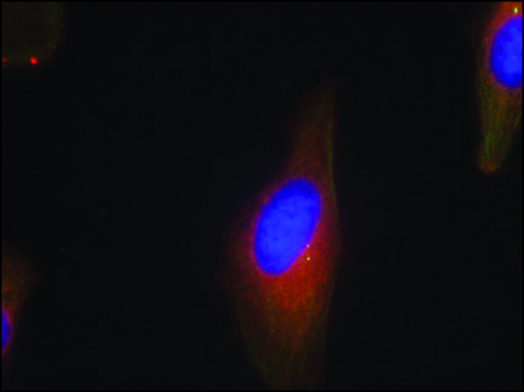 Anti-SYT1/SYT2 (Ab-202/199) antibody produced in rabbit affinity isolated antibody