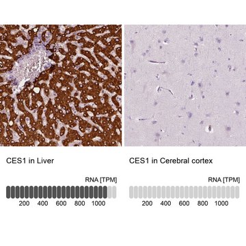 Anti-CES1 antibody produced in rabbit Prestige Antibodies&#174; Powered by Atlas Antibodies, affinity isolated antibody, buffered aqueous glycerol solution