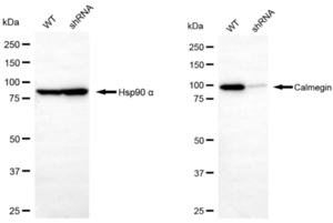KD-Validated Anti Calmegin Antibody, clone 23GB3285, Rabbit Monoclonal clone 23GB3285, recombinant rabbit monoclonal, expressed in HEK293 cells