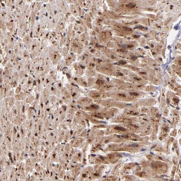 Anti-STX8 antibody produced in rabbit Prestige Antibodies&#174; Powered by Atlas Antibodies, affinity isolated antibody, buffered aqueous glycerol solution