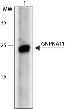 Anti-GNPNAT1 (15-17) antibody produced in rabbit IgG fraction of antiserum