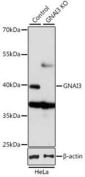 Anti-GNAI3 antibody produced in rabbit