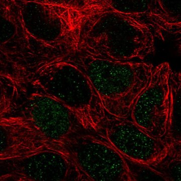 Anti-PEPD antibody produced in rabbit Prestige Antibodies&#174; Powered by Atlas Antibodies, affinity isolated antibody