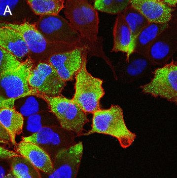 Anti-Rho C Antibody, clone 3I23 ZooMAb&#174; Rabbit Monoclonal recombinant, expressed in HEK 293 cells