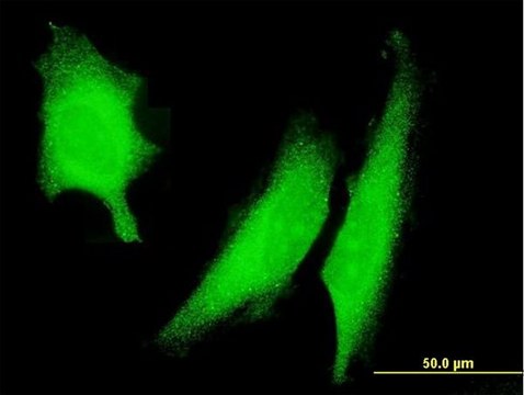 Monoclonal Anti-PRKAA2 antibody produced in mouse clone 1G8, purified immunoglobulin, buffered aqueous solution