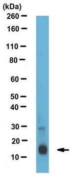 Anti-FABP1 Antibody serum, from rabbit