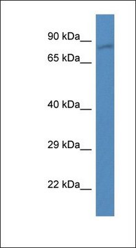 Anti-PDE4B antibody produced in rabbit affinity isolated antibody