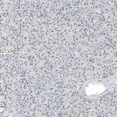 Anti-HRNR antibody produced in rabbit Prestige Antibodies® Powered by Atlas Antibodies, affinity isolated antibody, buffered aqueous glycerol solution