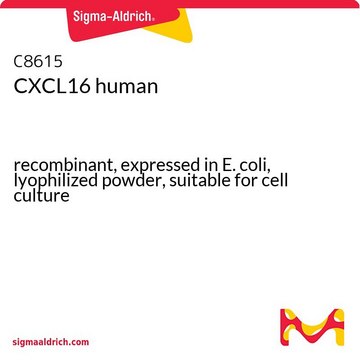 CXCL16 human recombinant, expressed in E. coli, lyophilized powder, suitable for cell culture