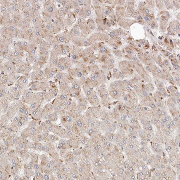 Anti-ARHGEF10L antibody produced in rabbit Prestige Antibodies&#174; Powered by Atlas Antibodies, affinity isolated antibody, buffered aqueous glycerol solution, ab2