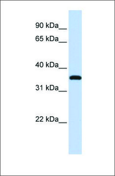 Anti-VGLL3 antibody produced in rabbit affinity isolated antibody