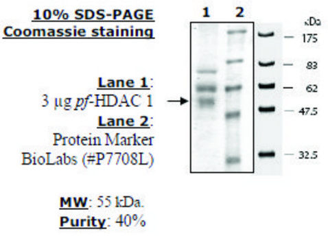 HDAC 1 from Plasmodium falciparum recombinant, expressed in baculovirus infected insect cells, &#8805;40% (SDS-PAGE)