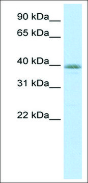 Anti-NEUROD6 (AB1) antibody produced in rabbit affinity isolated antibody