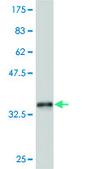 ANTI-SP1 antibody produced in mouse clone 1G9, purified immunoglobulin, buffered aqueous solution