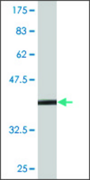 Monoclonal Anti-TFF2 antibody produced in mouse clone 2A10, purified immunoglobulin, buffered aqueous solution