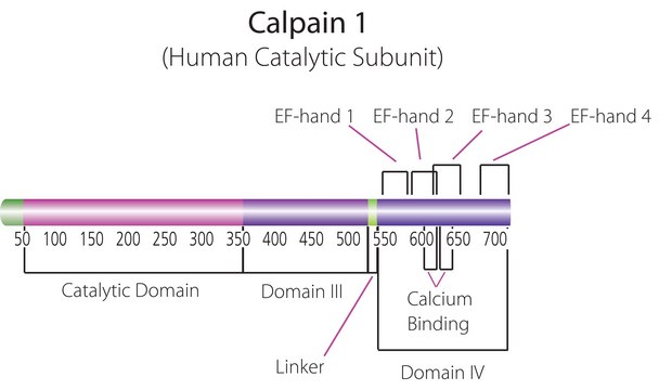 Calpain 1 human aqueous glycerol solution