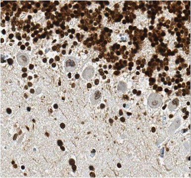 Anti-ISL-1 Antibody, clone 16E8.1 clone 16E8.1, 1&#160;mg/mL, from mouse