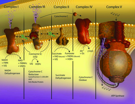 细胞色素c氧化酶检测试剂盒 sufficient for 100&#160;tests, soluble and membrane bound mitochondria