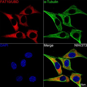 Anti-FAT10/UBD Antibody, clone 10A6T5, Rabbit Monoclonal