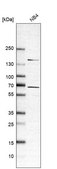 Anti-RASGRP2 antibody produced in rabbit Prestige Antibodies® Powered by Atlas Antibodies, affinity isolated antibody, buffered aqueous glycerol solution