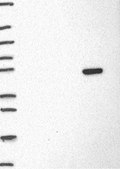 Anti-RBFOX3 antibody produced in rabbit Prestige Antibodies® Powered by Atlas Antibodies, affinity isolated antibody, buffered aqueous glycerol solution