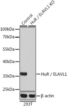 Anti-HuR/ELAVL1 antibody produced in rabbit