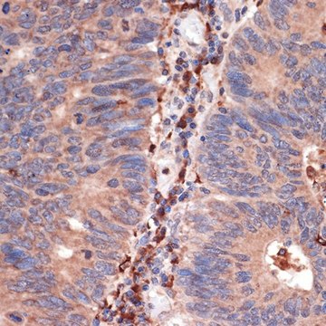 Anti-CD74 antibody produced in rabbit