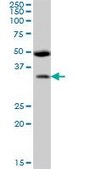 Anti-BSND antibody produced in mouse IgG fraction of antiserum, buffered aqueous solution