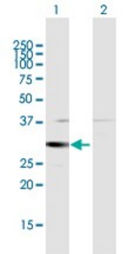 Anti-HSD17B8 antibody produced in rabbit purified immunoglobulin, buffered aqueous solution