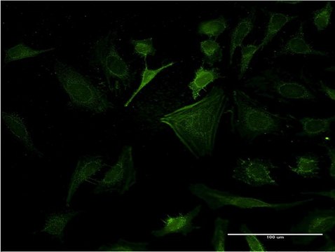 Monoclonal Anti-CASP10, (N-terminal) antibody produced in mouse clone 2E7, purified immunoglobulin, buffered aqueous solution