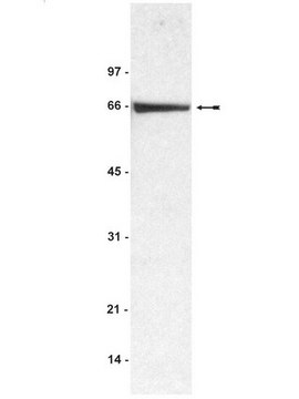 Anti-BSA (Bovine Serum Albumin) Antibody Upstate&#174;, from rabbit