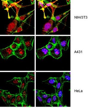 Anti-XRCC2 Antibody from rabbit, purified by affinity chromatography