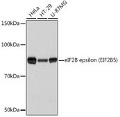 Anti-eIF2B epsilon (EIF2B5) Antibody, clone 5M2D4, Rabbit Monoclonal