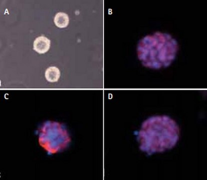 ESGRO-2i 培养基，100ml to enhance viability of mouse embryonic stem and iPS cells