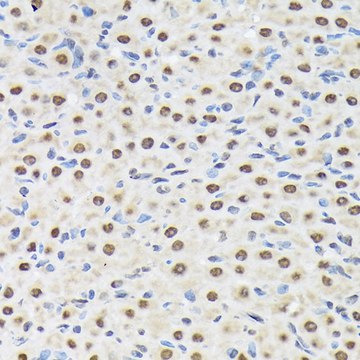 Anti-Matrin 3 antibody produced in rabbit