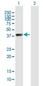 Anti-ZNF385B antibody produced in mouse purified immunoglobulin, buffered aqueous solution