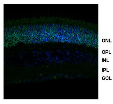 Anti-NRL (Neural Retina Leucine Zipper) from rabbit